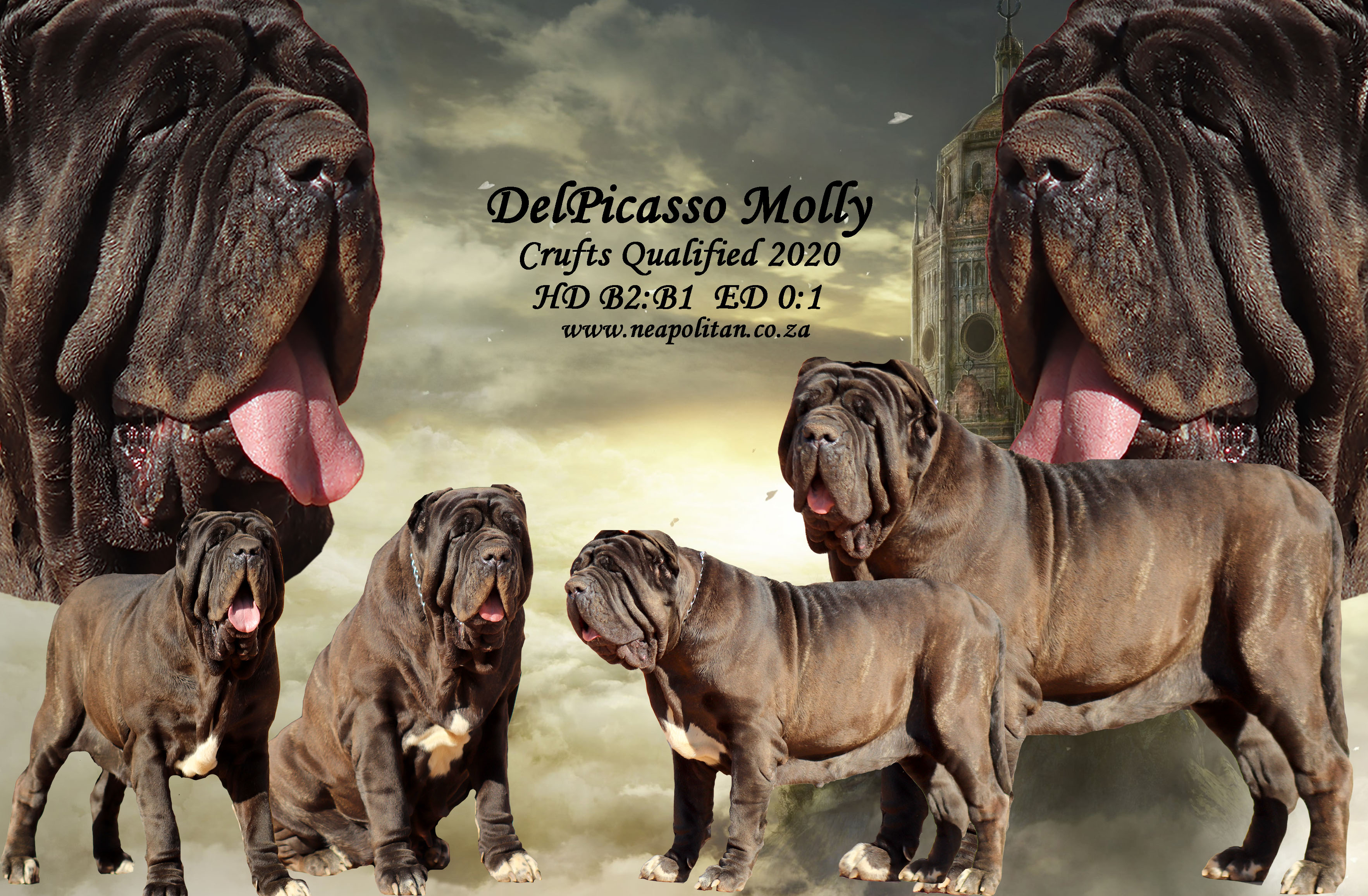 Neapolitan mastiff for sale hot sale cheap